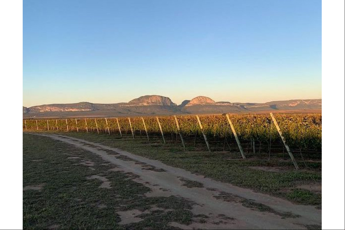 Ao vencedor, os vinhos