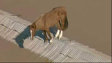 Cavalo Caramelo ficou ilhado no telhado de uma casa em Canoas (RS). Foto: TV Globo/Reprodução