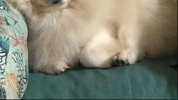 Um cachorro da raça raça Spitz Alemão morreu após ser praticamente “torrado” com uma temperatura de 42,8ºC, após um banho realizado no mês de março, em uma unidade da Cobasi. Foto: Reprodução/Instagram/jeffalemarchioli
